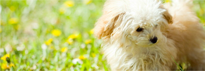 犬