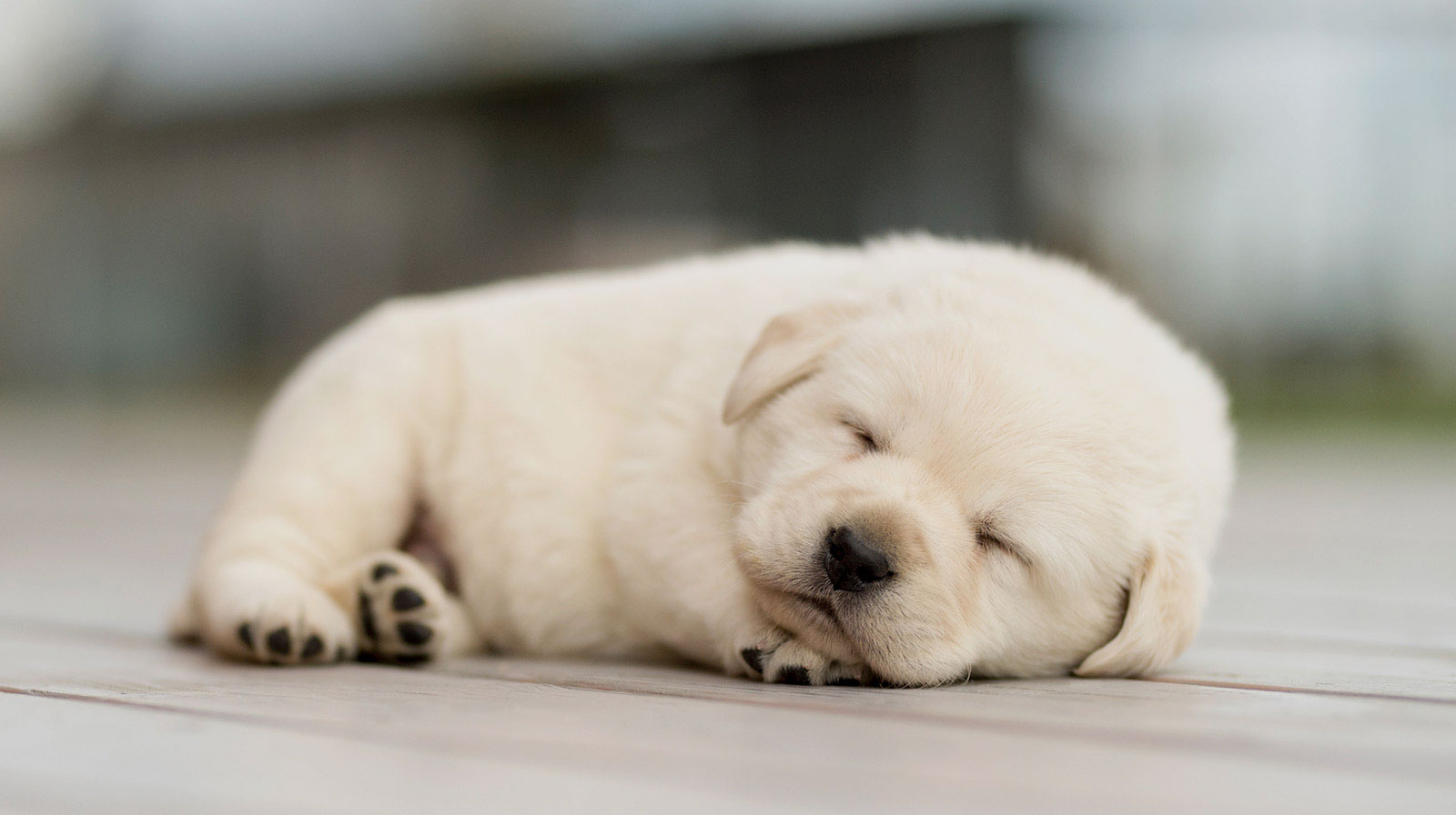 犬