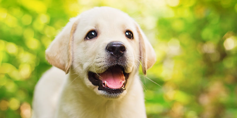 子犬