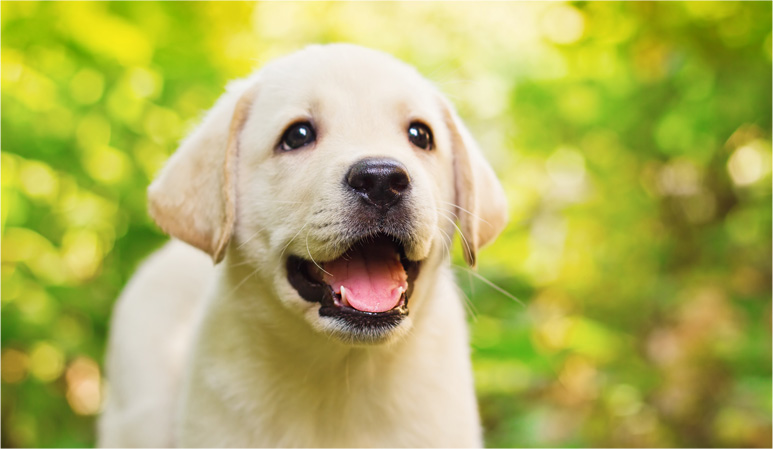 子犬