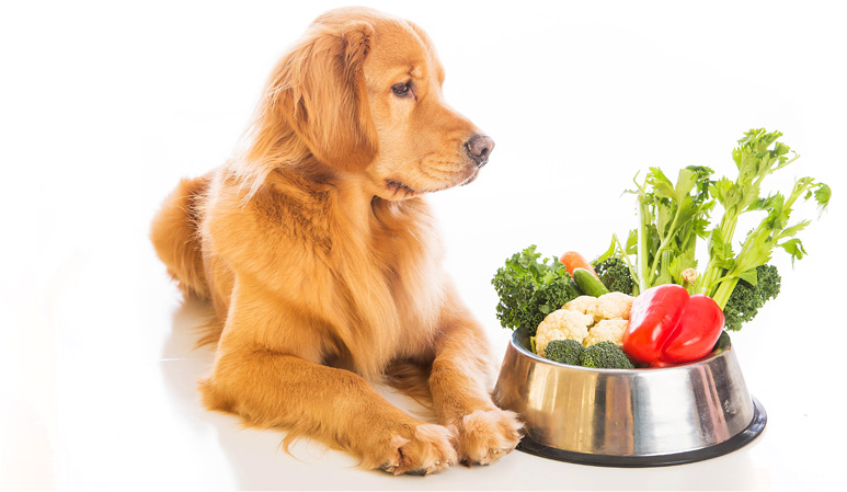 野菜と犬